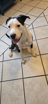 PIGGY -  Pit Bull Terrier and Labrador Retriever Dog for Adoption in Du Quoin, Illinois - PIGGY | PetCurious