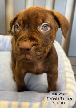 Pit Bull Terrier Dogs Available for Adoption - Brownie | PetCurious