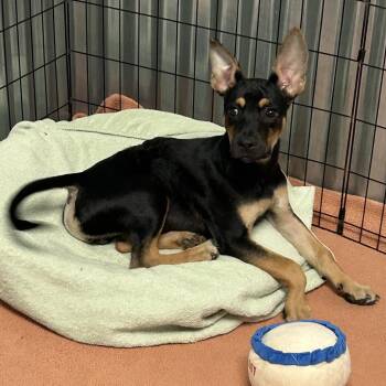 Vegas -  Mixed Breed Dog for Adoption in Flagstaff, Arizona - Vegas | PetCurious