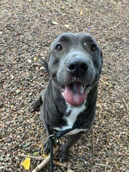 Riot -  Mixed Breed Dog for Adoption in Canon City, Colorado - Riot | PetCurious
