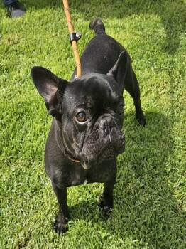 VARNEY -  French Bulldog Dog for Adoption in Camarillo, California - VARNEY | PetCurious