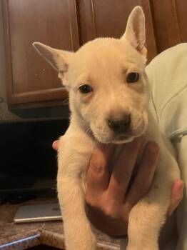Starbucks -  German Shepherd Dog and Husky Dog for Adoption in Indianapolis, Indiana - Starbucks | PetCurious