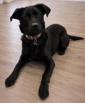Labrador Retriever Dogs Available for Adoption - Nova | PetCurious