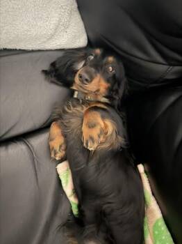 Atlas - OC -  Dachshund Dog for Adoption in Los Angeles, California - Atlas - OC | PetCurious