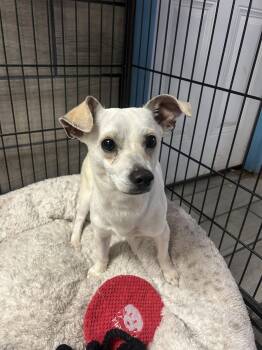 Chihuahua and Dachshund Dogs Available for Adoption - Stubz | PetCurious