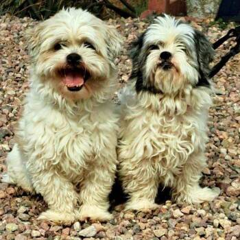 Shih Tzu Dogs Available for Adoption - Gordo And Mishna | PetCurious