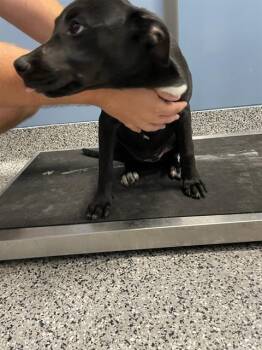 Mixed Breed Dogs Available for Adoption in Palmetto, Florida - JESSIE | PetCurious