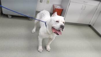 American Bulldog and Mixed Breed Dogs Available for Adoption - SAINT | PetCurious