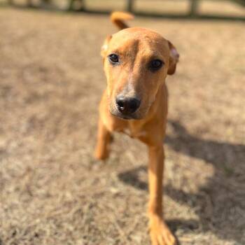 Olette -  Mixed Breed Dog for Adoption in Chattanooga, Tennessee - Olette | PetCurious