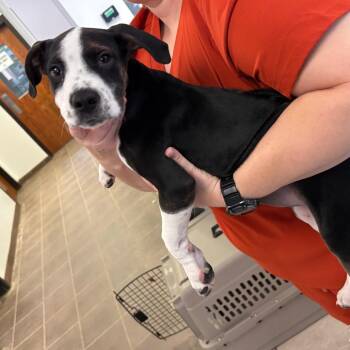 08/21/2026-Stray-BuenaVistaRoad -  Mixed Breed Dog for Adoption in Columbus, Georgia - 08/21/2026-Stray-BuenaVistaRoad | PetCurious