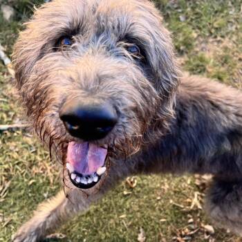 Sir Elton -  Irish Wolfhound Dog for Adoption in Andover, Massachusetts - Sir Elton | PetCurious