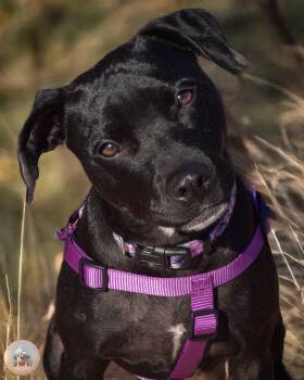 Rescue Terrier Dogs for Adoption in Milton, Florida - Wednesday | PetCurious