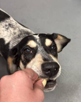 Jett -  Beagle and Hound Dog for Adoption in Ashland, Virginia - Jett | PetCurious