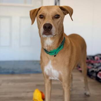 Lady -  Labrador Retriever and Mixed Breed Dog for Adoption in Green Bay, Wisconsin - Lady | PetCurious