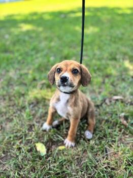 Otter -  Terrier and Mixed Breed Dog for Adoption in Aiken, South Carolina - Otter | PetCurious