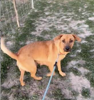Rescue Black Mouth Cur Dogs for Adoption in Paramus, New Jersey - Verdi | PetCurious
