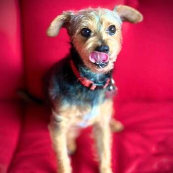 Teddy -  Yorkshire Terrier Dog for Adoption in Crosby, Texas - Teddy | PetCurious