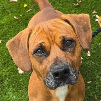 FOSTER NEEDED - Ficus -  Terrier and Mixed Breed Dog for Adoption - FOSTER NEEDED - Ficus | PetCurious