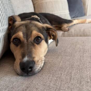Colby -  Shepherd Dog for Adoption in Oakville, Ontario - Colby | PetCurious