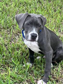Katie -  Black Labrador Retriever Dog for Adoption in West Palm Beach, Florida - Katie | PetCurious