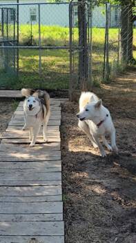 Aurora -  Siberian Husky Dog for Adoption in Corsicana, Texas - Aurora | PetCurious