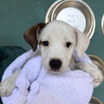 Mushy -  Mixed Breed Dog for Adoption in Honolulu, Hawaii - Mushy | PetCurious