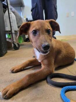 Josefina -  Mixed Breed Dog for Adoption in Marshall, North Carolina - Josefina | PetCurious