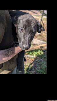 German Shepherd Dog and Labrador Retriever Dogs Available for Adoption - Libby | PetCurious