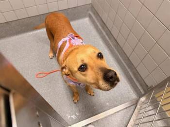 SUMMER -  Labrador Retriever and Boxer Dog for Adoption in Tustin, California - SUMMER | PetCurious