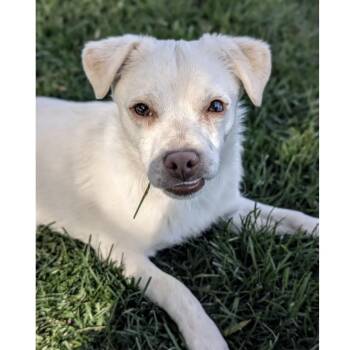 Chihuahua Dogs Available for Adoption - Blarney - ECAS | PetCurious
