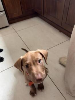 Remus -  Labrador Retriever and Hound Dog for Adoption in Sunnyvale, California - Remus | PetCurious