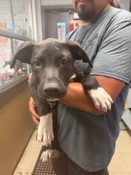 A378277 -  Labrador Retriever and Pit Bull Terrier Dog for Adoption in Stockton, California - A378277 | PetCurious