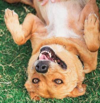 Rescue Shepherd Dogs for Adoption in Lubbock, Texas - Jasmine | PetCurious