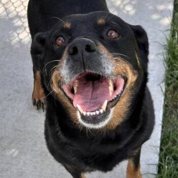 Juno -  Rottweiler and Shepherd Dog for Adoption in The Colony, Texas - Juno | PetCurious