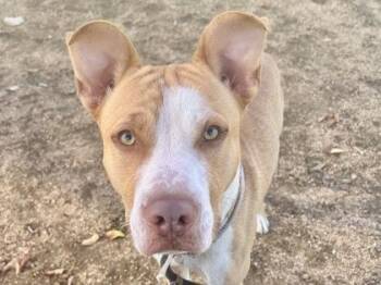 Rescue Mixed Breed Dogs for Adoption in Georgetown, Texas - Draco | PetCurious