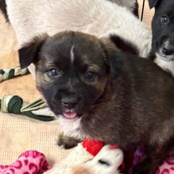 Border Collie and Mixed Breed Dogs Available for Adoption in Flagstaff, Arizona - Wagu | PetCurious