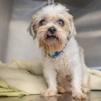 Rescue Shih Tzu Dogs for Adoption in St. Louis, Missouri - COOKIE | PetCurious