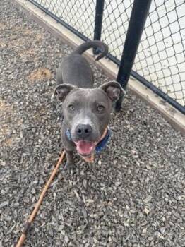 Pit Bull Terrier and Mixed Breed Dogs Available for Adoption - Pearl | PetCurious
