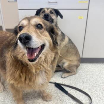 Buttercup -  Retriever and Mixed Breed Dog for Adoption in Salt Lake City, Utah - Buttercup | PetCurious