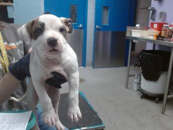 Pit Bull Terrier and Mixed Breed Dogs Available for Adoption in Albuquerque, New Mexico - AMITA | PetCurious