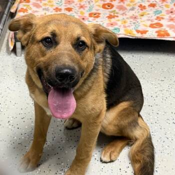 Odin -  German Shepherd Dog and Mixed Breed Dog for Adoption in Marion, Virginia - Odin | PetCurious