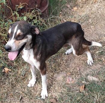 Mork -  Beagle Dog for Adoption in Mena, Arkansas - Mork | PetCurious