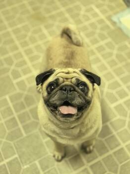 Pug Dogs Available for Adoption in Metairie, Louisiana - Olive | PetCurious