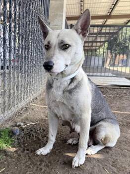German Shepherd Dog Dogs Available for Adoption in Riverside, California - TASHA | PetCurious
