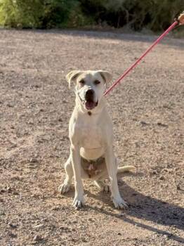 DAISY -  Mixed Breed Dog for Adoption in El Paso, Texas - DAISY | PetCurious