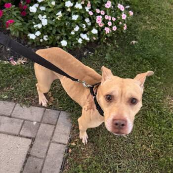 WINSTON 2.0 - A HAPPY MORE CONFIDENT BOY - PLS WATCH HIS VIDEO -  Terrier Dog for Adoption in Clifton, New Jersey - WINSTON 2.0 - A HAPPY MORE CONFIDENT BOY - PLS WATCH HIS VIDEO | PetCurious