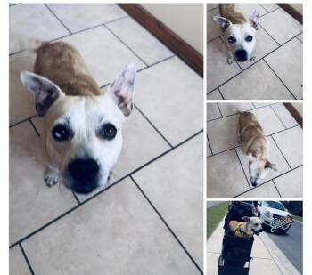 Dale -  Carolina Dog Dog for Adoption in Mcallen, Texas - Dale | PetCurious