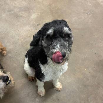 Poodle Dogs Available for Adoption in Corbin, Kentucky - Faye | PetCurious