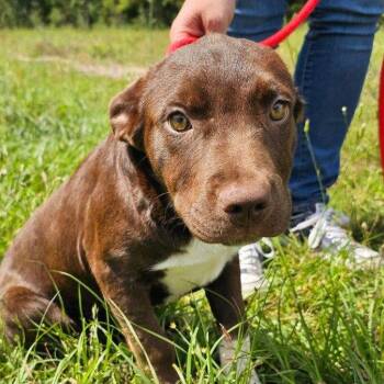 Labrador Retriever and Terrier Dogs Available for Adoption in Bloomfield, Connecticut - Coco | PetCurious