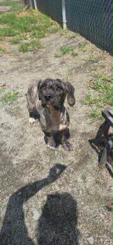 Oki -  Chihuahua Dog for Adoption in Orange, Virginia - Oki | PetCurious